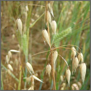 Avena sativa