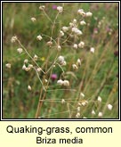 quaking-grass