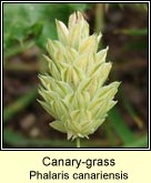 canary-grass