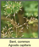 bent,common