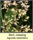 bent,creeping