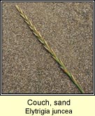 couch,sand