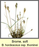 brome,soft ssp thominei