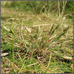 Bromus hordeaceus subsp thominei