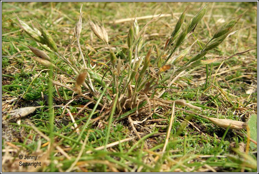 Bromus hordeaceus ssp thominei