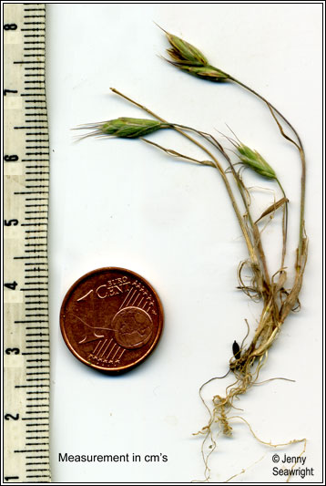 Bromus hordeaceus ssp thominei