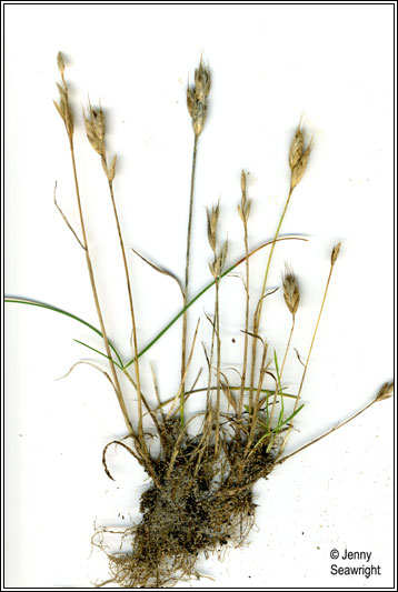 Bromus hordeaceus subsp thominei