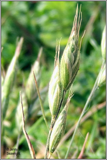 Bromus hordeaceus ssp. thominei