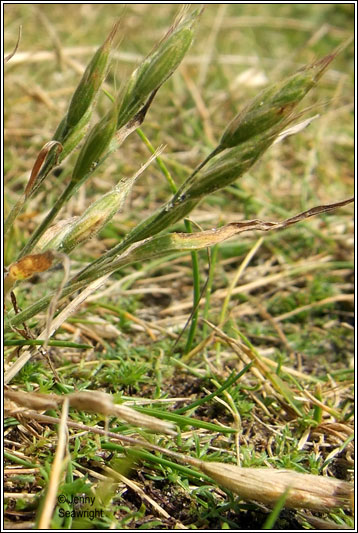 Bromus hordeaceus subsp thominei