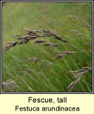 Fescue, tall