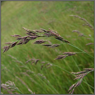 Tall Fescue, Schedonorus arundinaceus, Festuca arundinacea