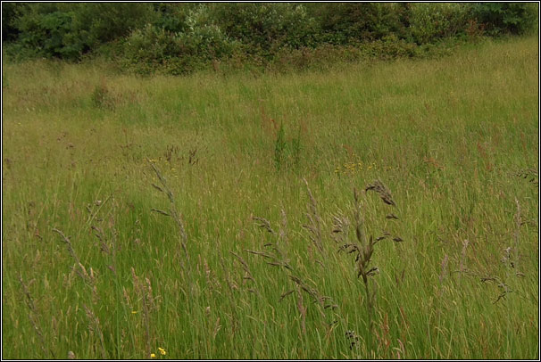 Tall Fescue, Festuca arundinacea