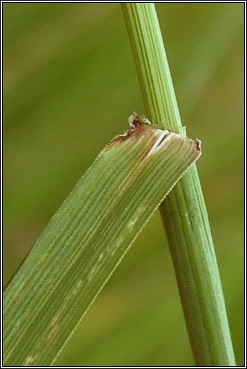 Tall Fescue, Festuca arundinacea