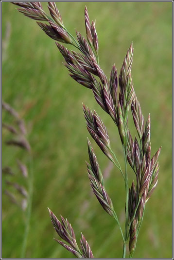 Tall Fescue, Festuca arundinacea