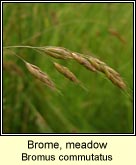 Brome, meadow