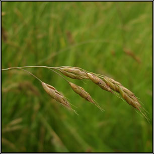 Meadow Brome, Bromus commutatus