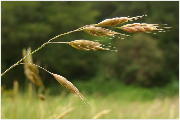 Meadow Brome, Bromus commutatus