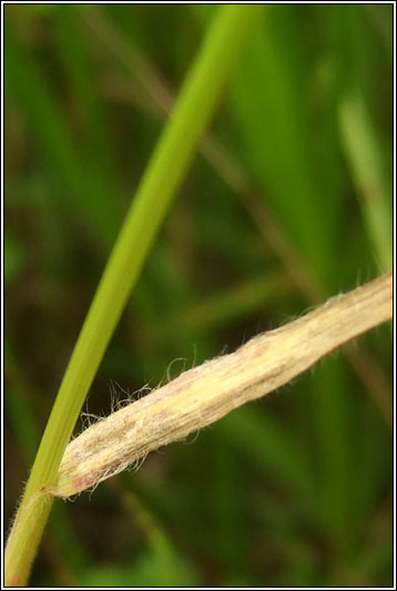 Meadow Brome, Bromus commutatus