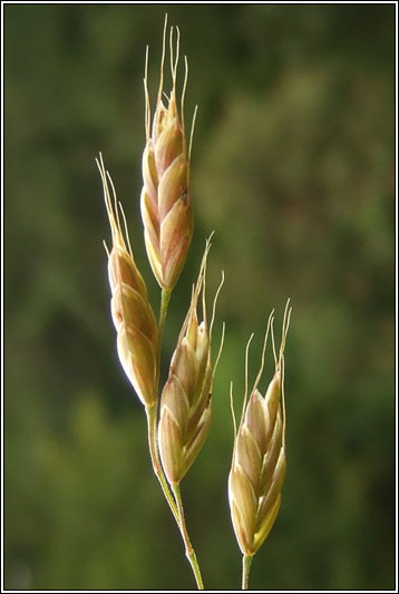 Meadow Brome, Bromus commutatus