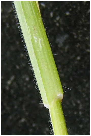 Downy Oat-grass, Helictotrichon pubescens