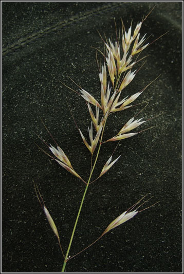 Downy Oat-grass, Helictotrichon pubescens