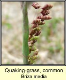 quaking-grass