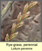rye-grass,perennial