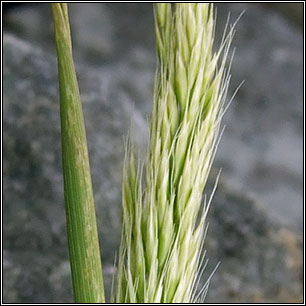 Yellow Oat-grass, Trisetum flavescens