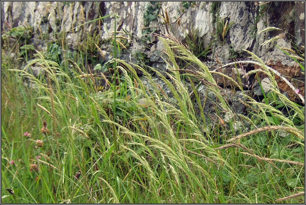 Yellow Oat-grass, Trisetum flavescens