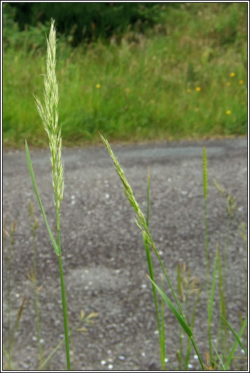 Yellow Oat-grass, Trisetum flavescens