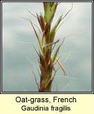 Oat-grass, French