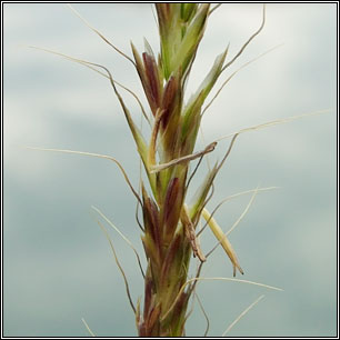 French Oat-grass, Gaudinia fragilis