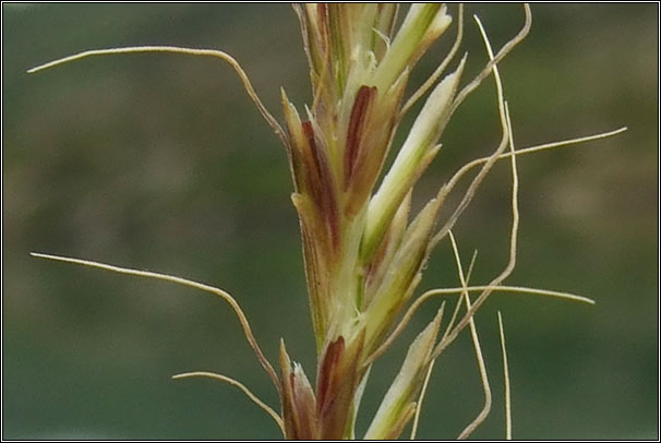 French Oat-grass, Gaudinia fragilis