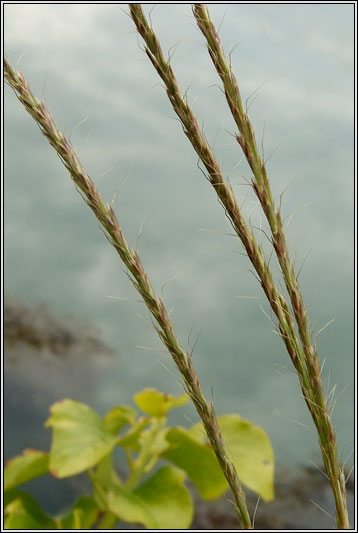 French Oat-grass, Gaudinia fragilis