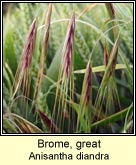 Brome, great