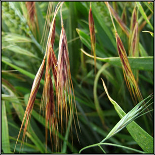 Great Brome, Anisantha diandra