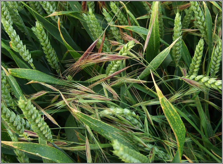 Great Brome, Anisantha diandra