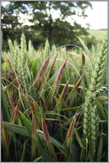 Great Brome, Anisantha diandra