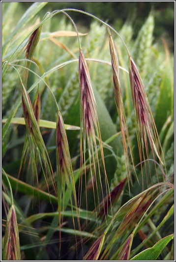 Great Brome, Anisantha diandra