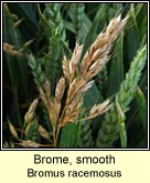 Brome, smooth