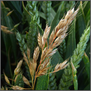 Smooth Brome, Bromus racemosus