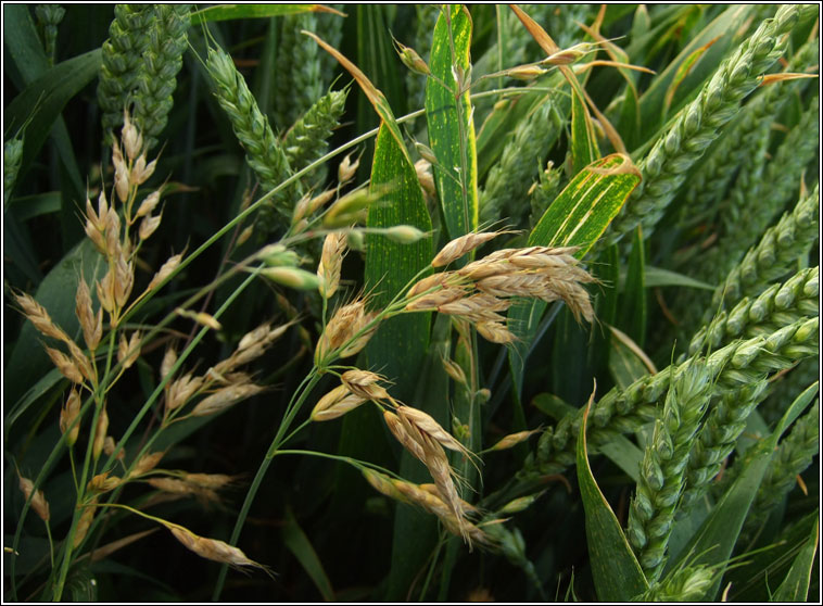 Smooth Brome, Bromus racemosus