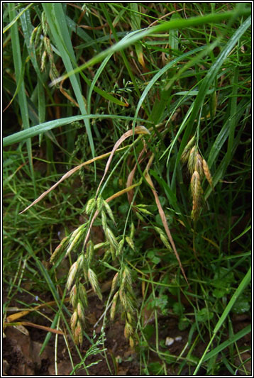 Smooth Brome, Bromus racemosus