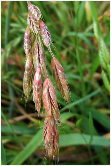 Smooth Brome, Bromus racemosus