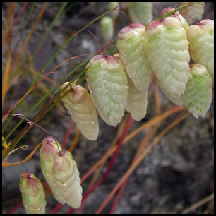 Greater Quaking-grass, Briza maxima