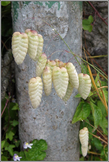 Greater Quaking-grass, Briza maxima