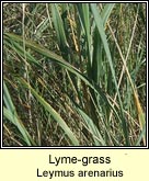 Lyme-grass