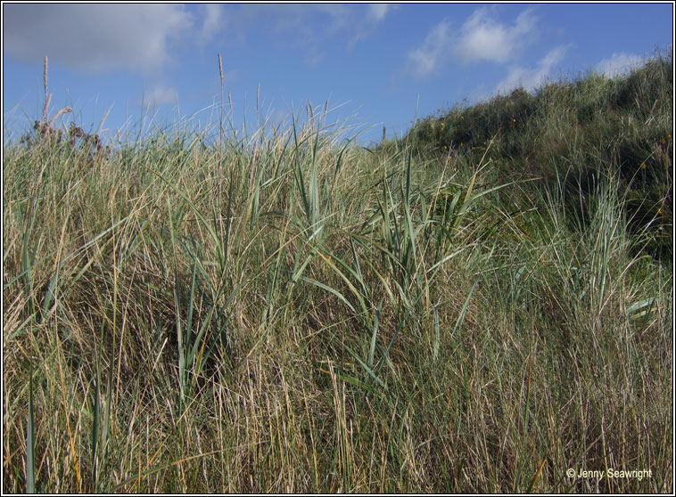 Lyme-grass, Leymus arenarius