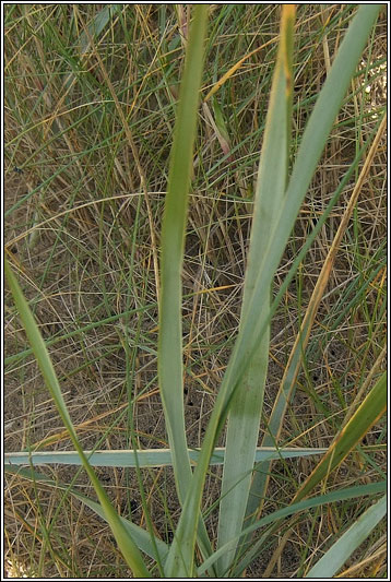 Lyme-grass, Leymus arenarius