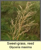 Sweet-grass, reed
